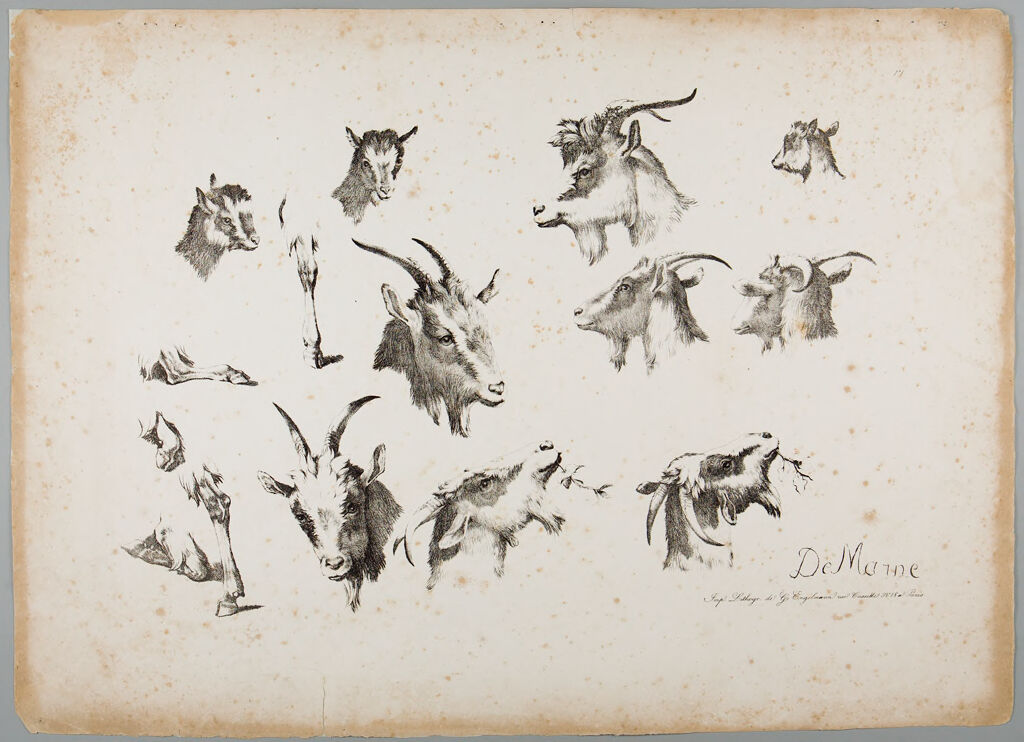 Studies Of Goats' Heads And Legs