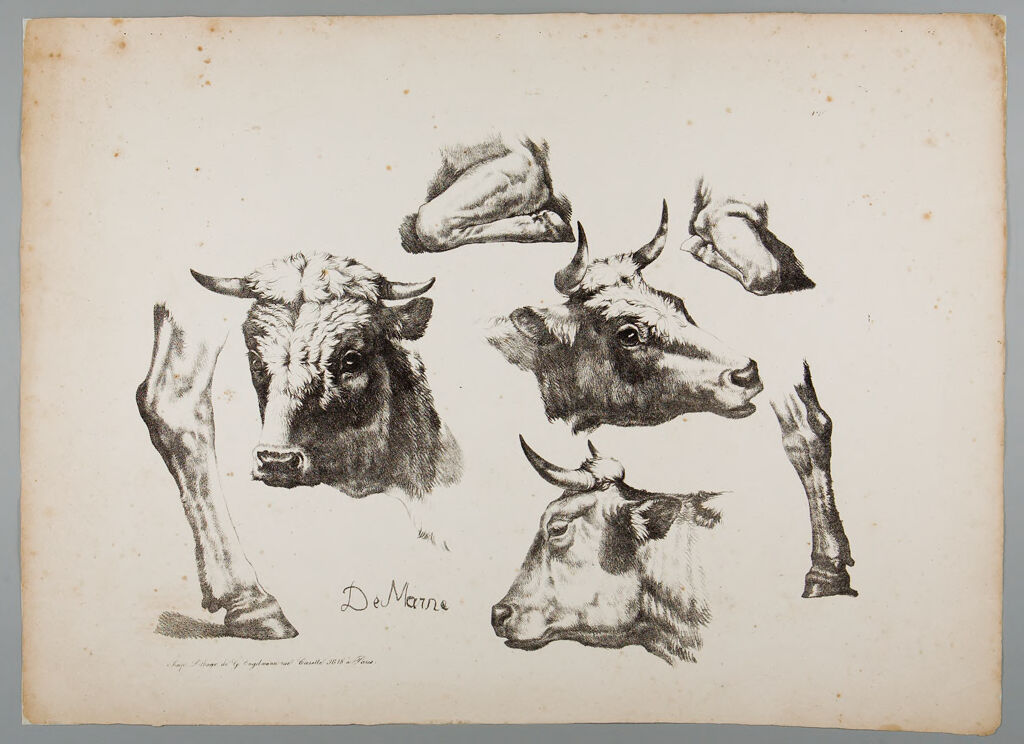 Studies Of Cows' Heads And Legs