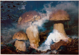 Pilze In Wasser [Mushroom In Water]