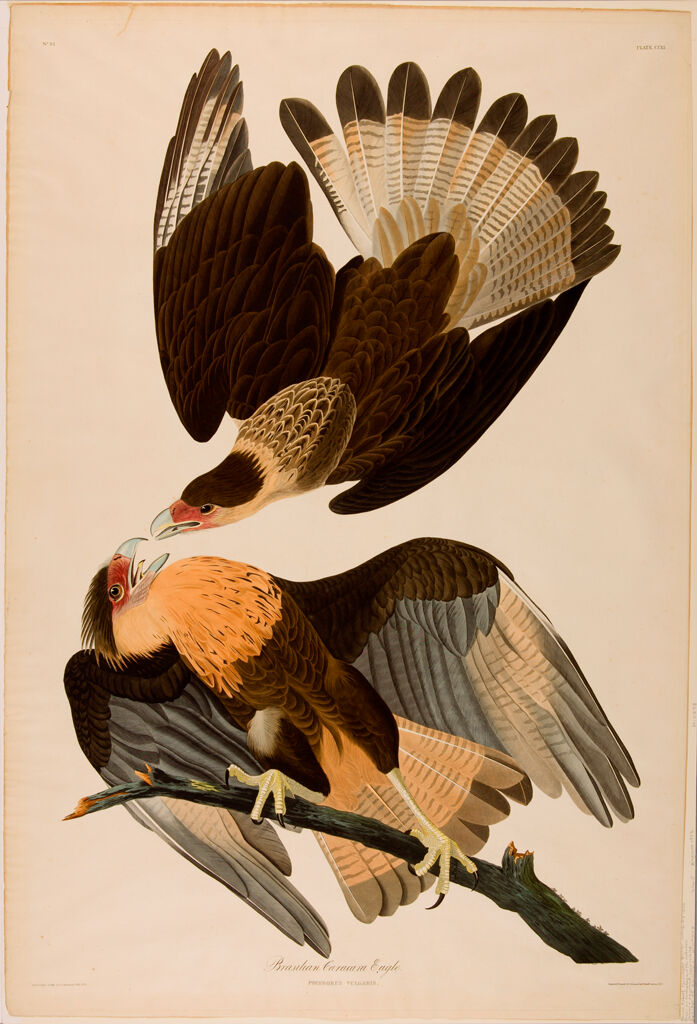 Brazilian Caracara Eagle