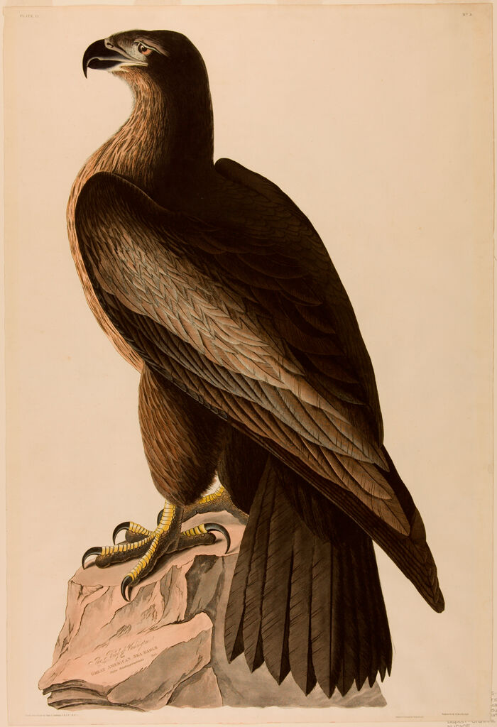 The Great American Sea-Eagle