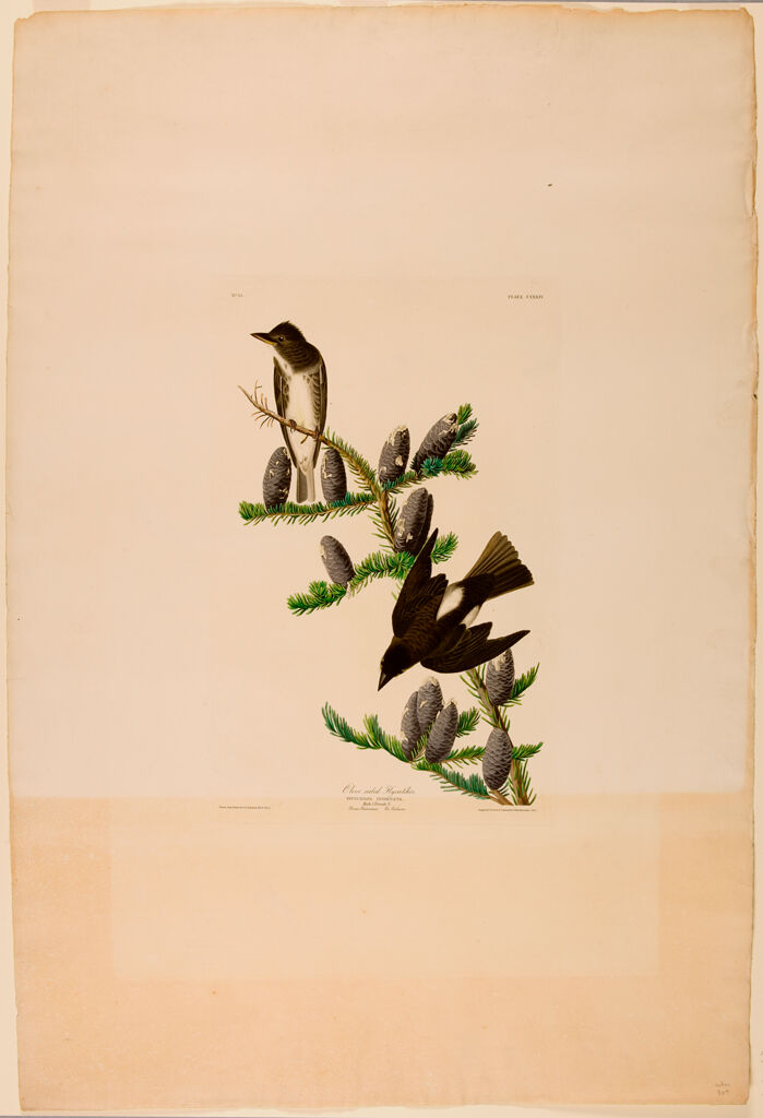 Olive-Sided Flycatcher