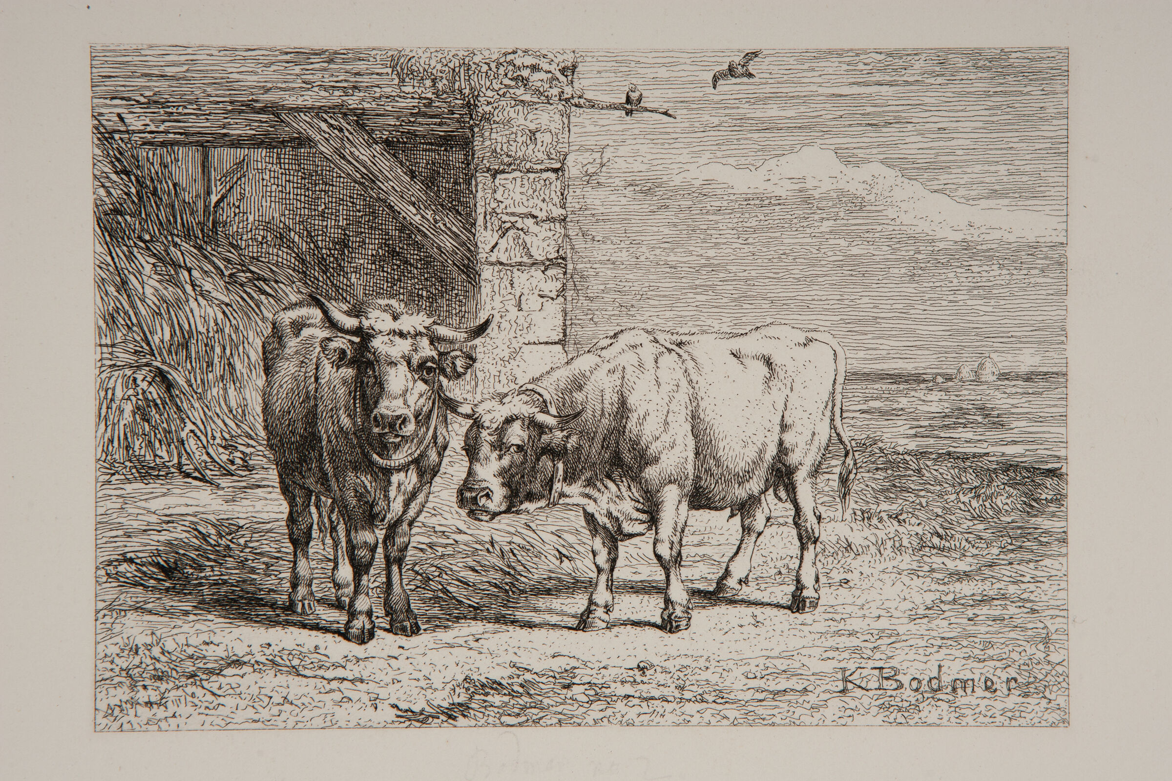 Bull And Cow
