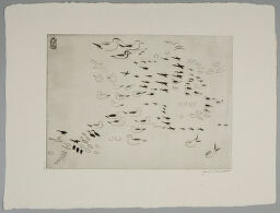 Cormorants And Gulls In Flight, At Rest, And Swimming