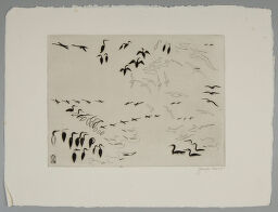 Cormorants And Gulls In Flight And Swimming