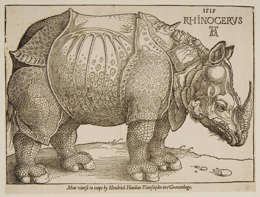 A large hefty Rhinoceros at side view stands on the ground facing right with head lowered looking straight ahead.