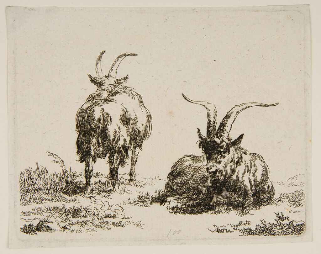 Two Goats,  One Lying Down In The Foreground
