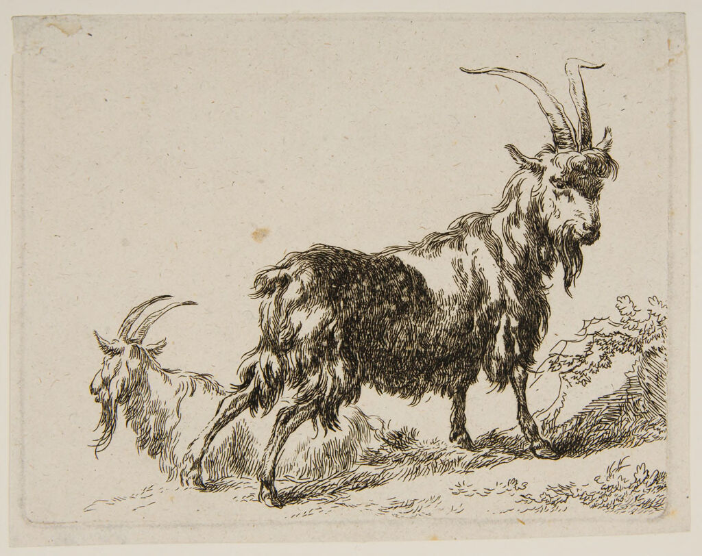 Two Goats, The One Resting In The Background Seen In Profile