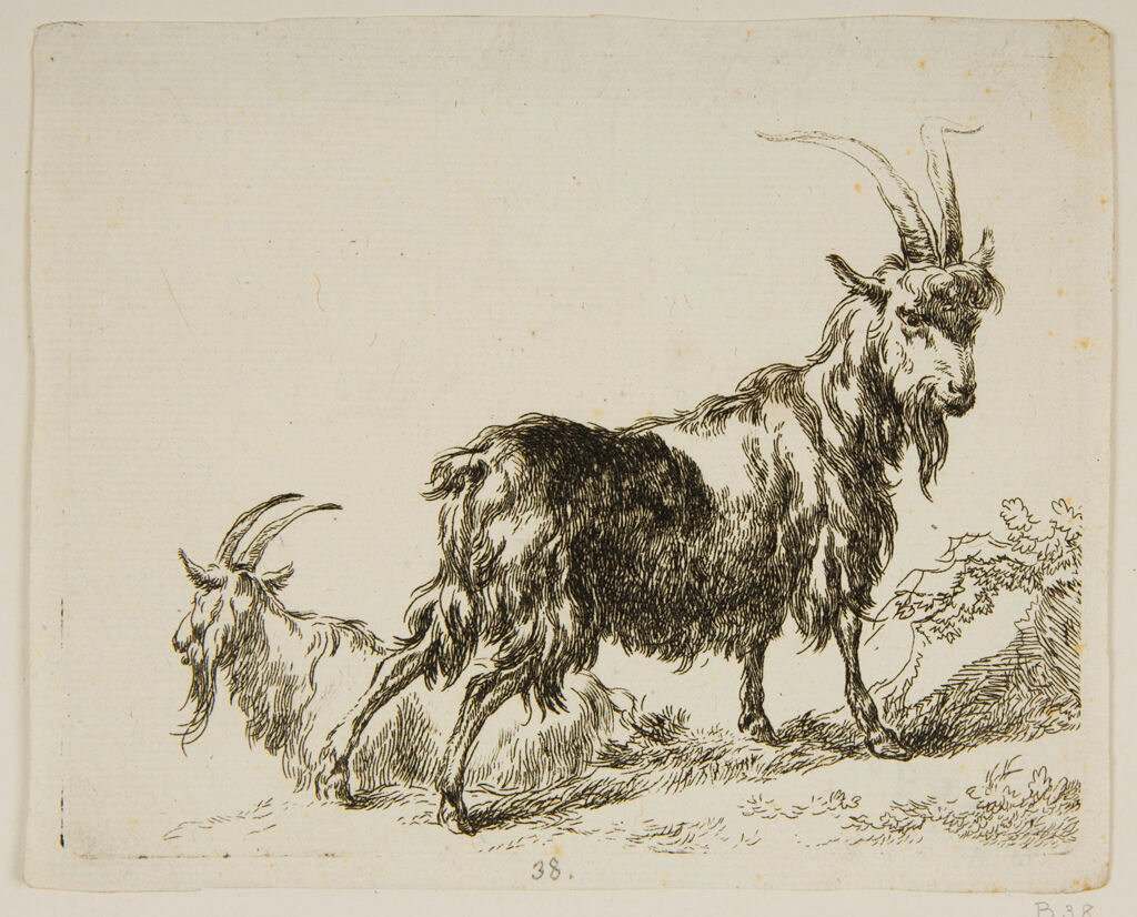 Two Goats, The One Resting In The Background Seen In Profile