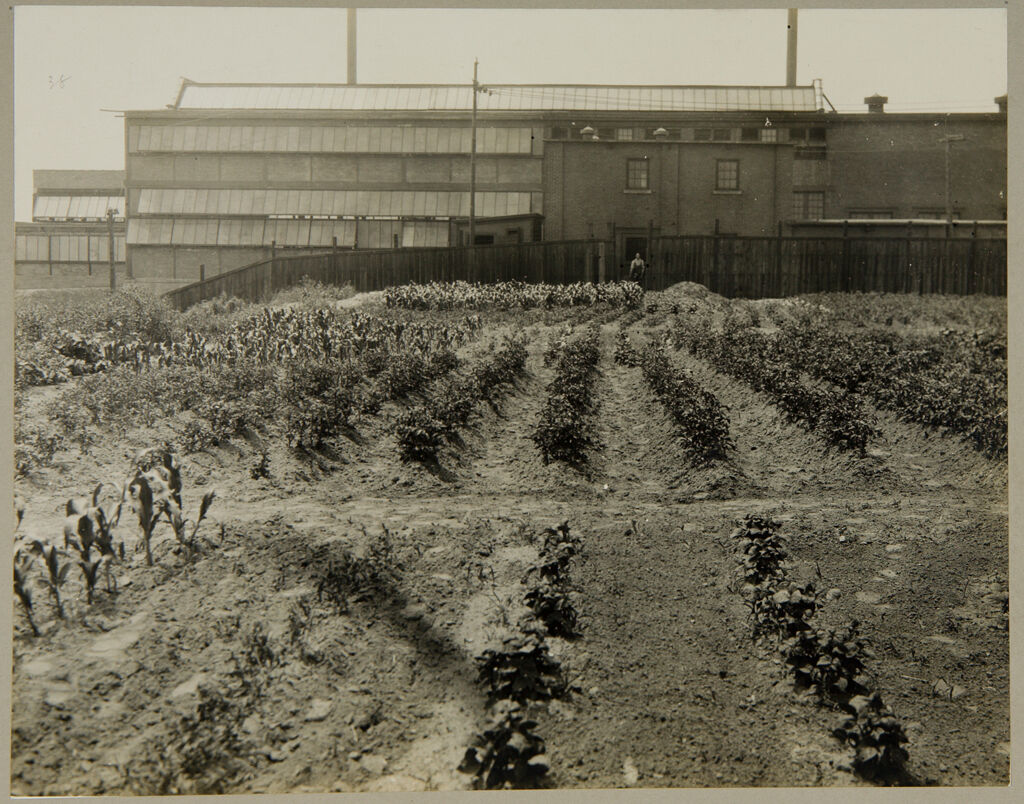 Industrial Problems, Welfare Work: United States. Illinois. Illinois Steel Company: Welfare Of Employees At The Factory: 10 Acre Plot Adjacent To Plant, Divided Into Lots Approximately 85' X 50'. Ground Ploughed, Broken Up, And Then Turned Over By The Company To The Men On Condition That They Or Their Families Will Plant It And Keep It In Good Condition.  Tools, Seeds And Other Supplies Are Purchased By The Company In Quantities And Sold To The Men At Cost.  Of The Large Variety Of Vegetables Raised, Corn, Tomatoes, Potatoes And Beans Predominate.