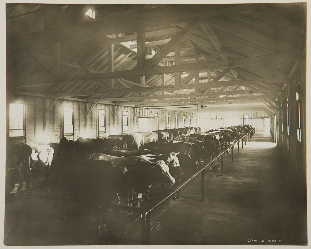 Charity, Hospitals: United States. Massachusetts. Tewksbury. State Hospital: State Hospital, Tewksbury: Cow Stable