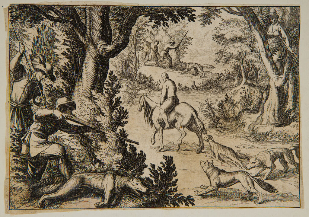 A Wolf Hunt, With A Dead Ram As Bait