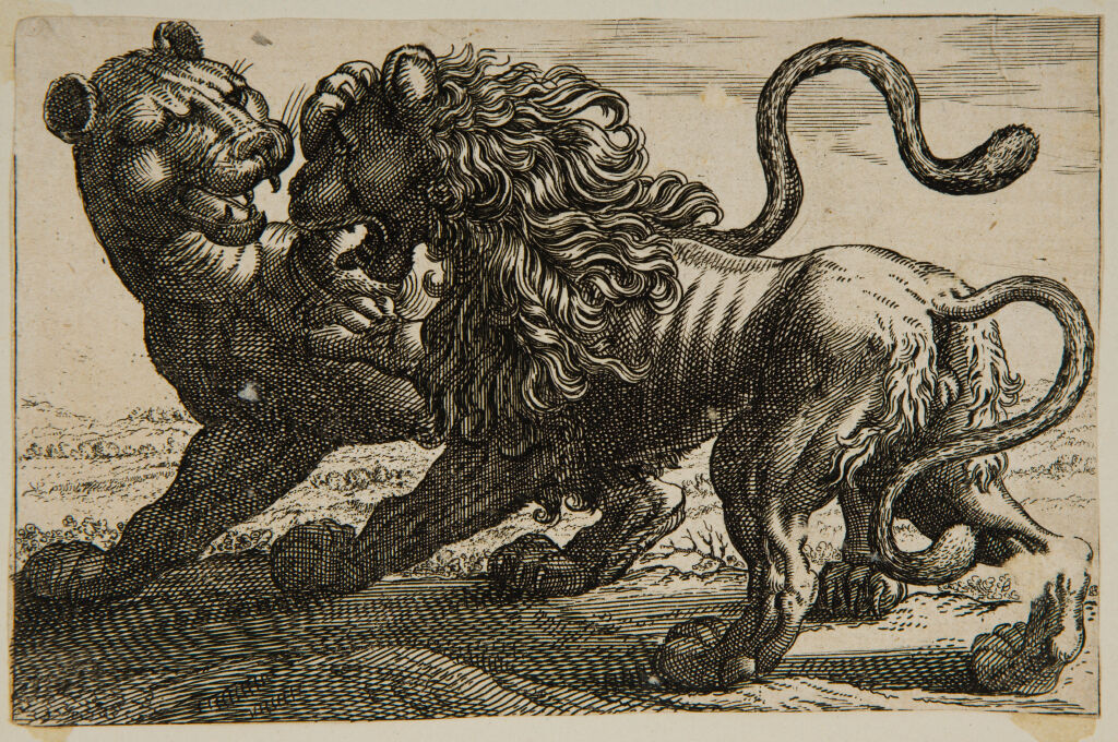 A Lion Fighting A Lioness
