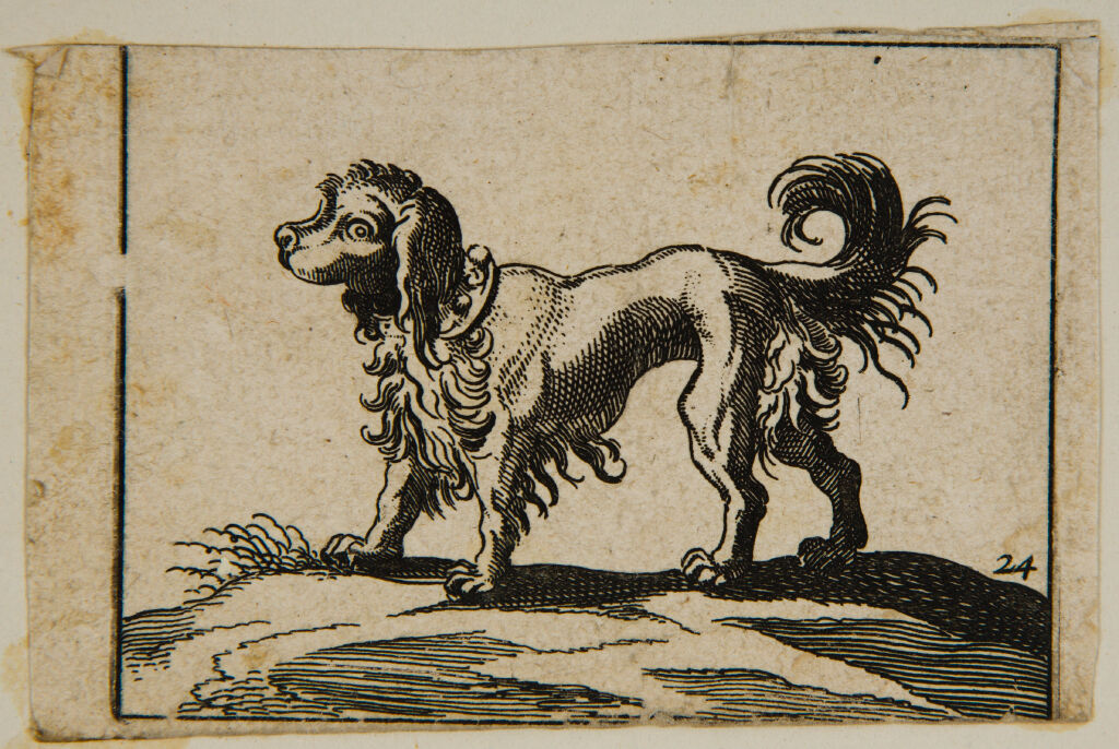 Standing Poodle Facing Left