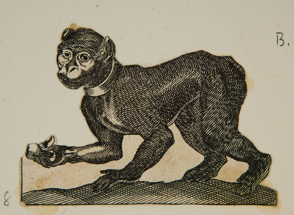 Monkey With An Apple
