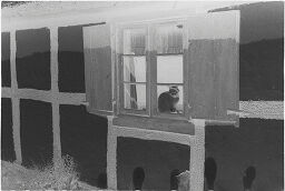 [Cat In Window]
