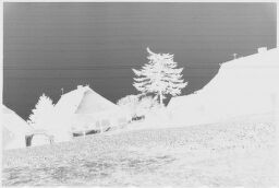 [Long Range View Of Rustic Buildings And Tree]
