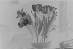 [Pot Of Tulips]