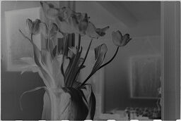 [Vase Of Tulips]