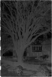 [Large Tree In Front Of House On Road]