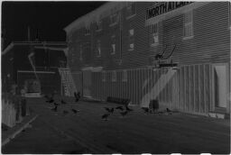 [Seagulls In Front Of North Atlantic Fish Company]