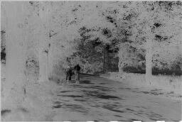 [Man And Woman Walking Down Tree Lined Path]
