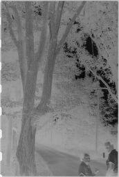 [Tree With Man And Woman In Foreground]