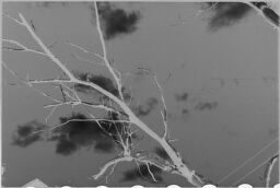 [Branch In Front Of Sky]