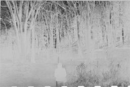 [Julia Feininger In The Woods, New England]
