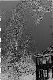 [Clapboard House And Trees, New England]