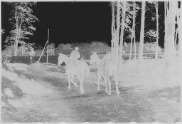 [Horses With Riders In Woods Near Deep, Baltic Coast]