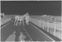 [Rider And Horse With Second Horse On Bridge Near Deep, Baltic Coast]