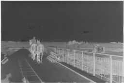 [Rider And Horse With Second Horse On Bridge Near Deep, Baltic Coast]