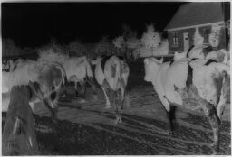 [Cattle On Farm Near Deep, Baltic Coast]