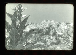 [Close-Up Of Plant, With Mountains In The Distance, Near Virginia City, Nevada]