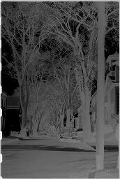 [Tree-Lined Street, New England]