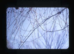 Twigs Against Sky