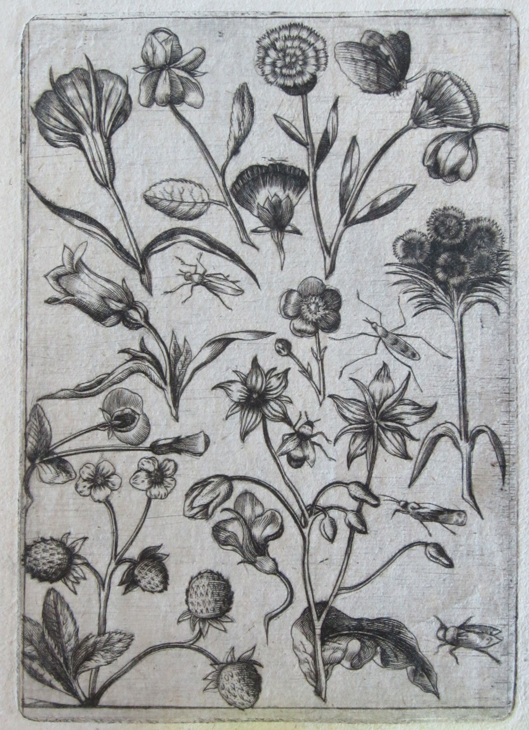 Flowers, Fruits, And Insects, With A Strawberry Plant At The Lower Left