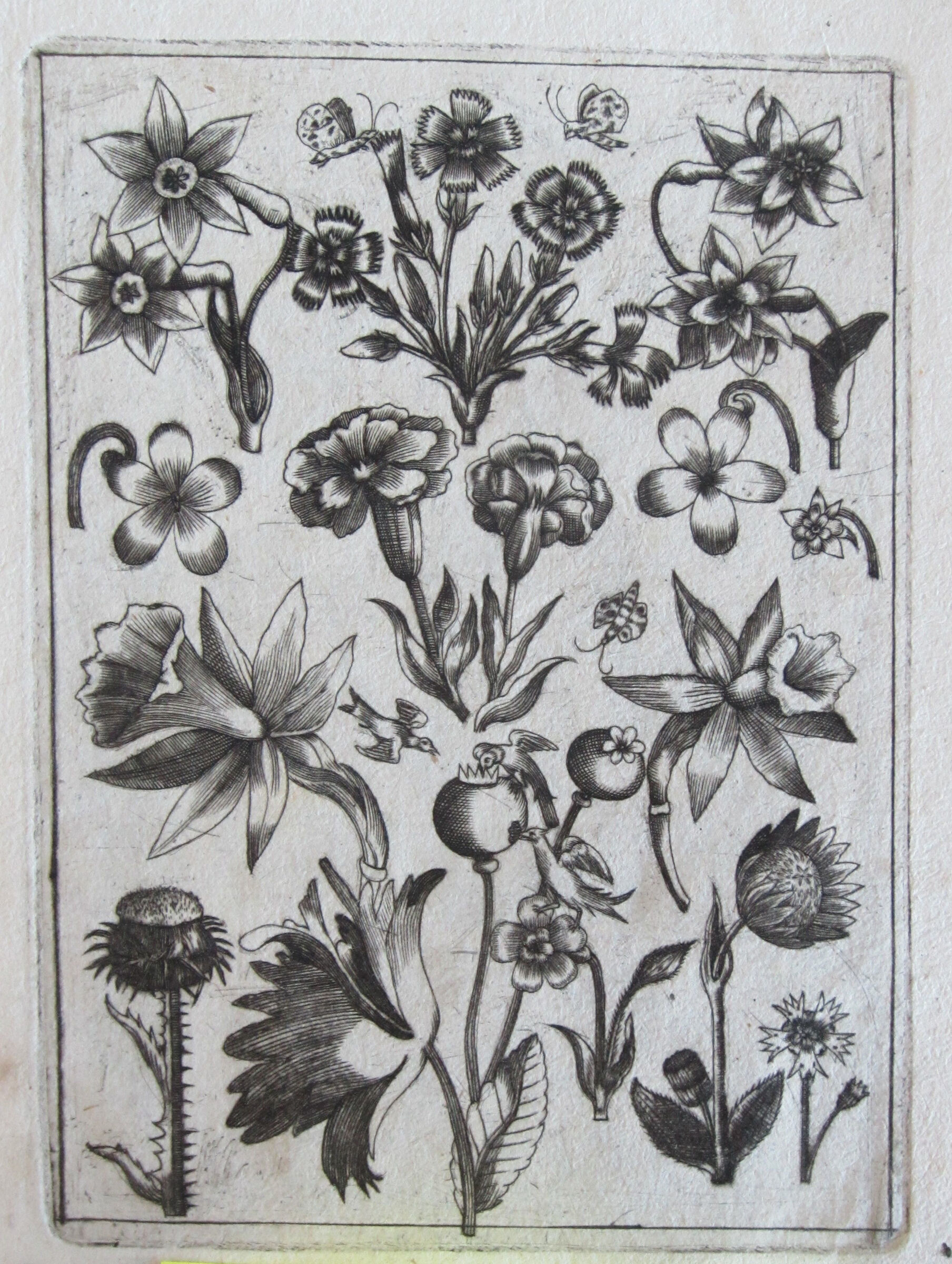 Flowers, Insects, And Birds, With Pinks And Butterflies At The Upper Center