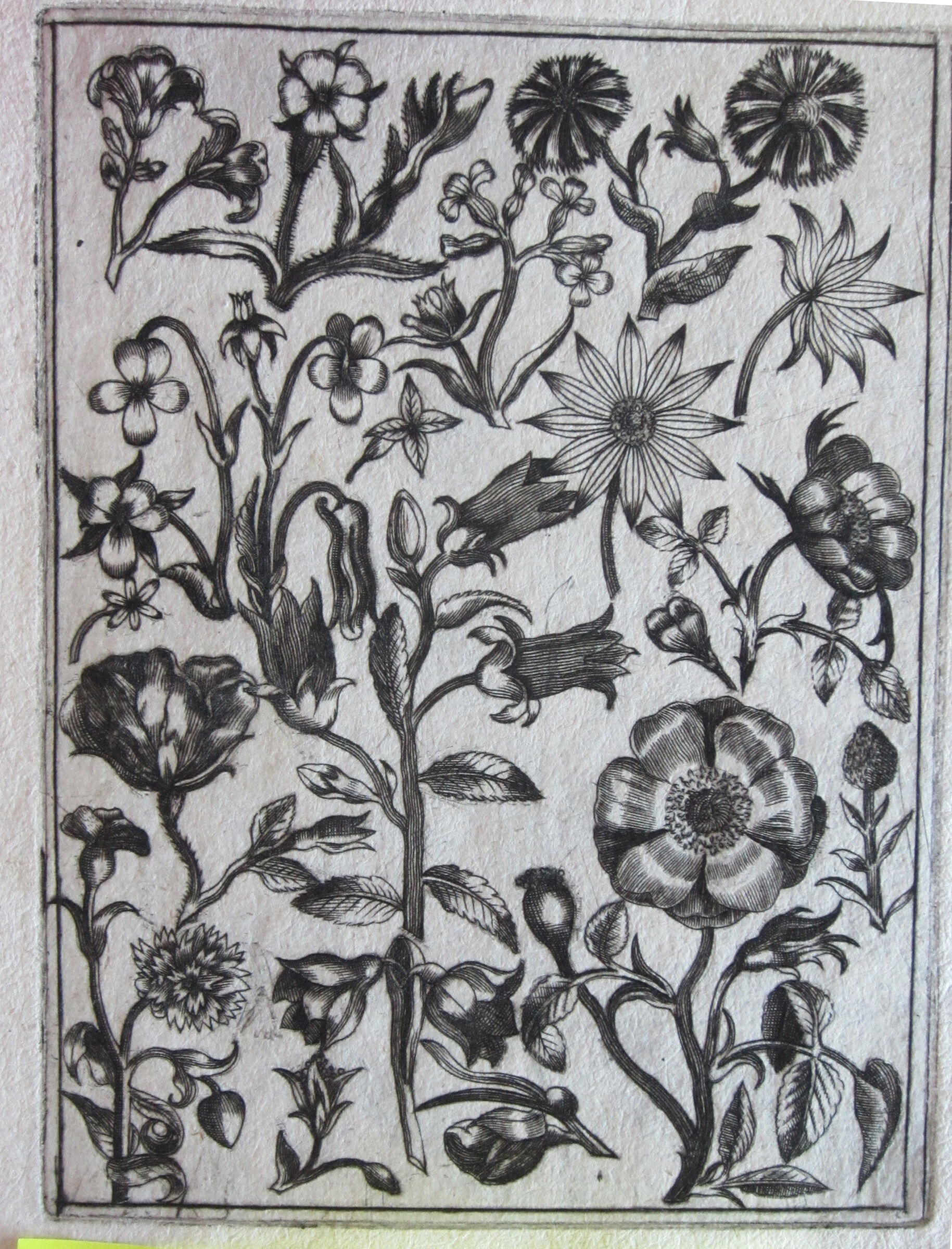 Flowers, With A Thornless Rose At The Lower Right