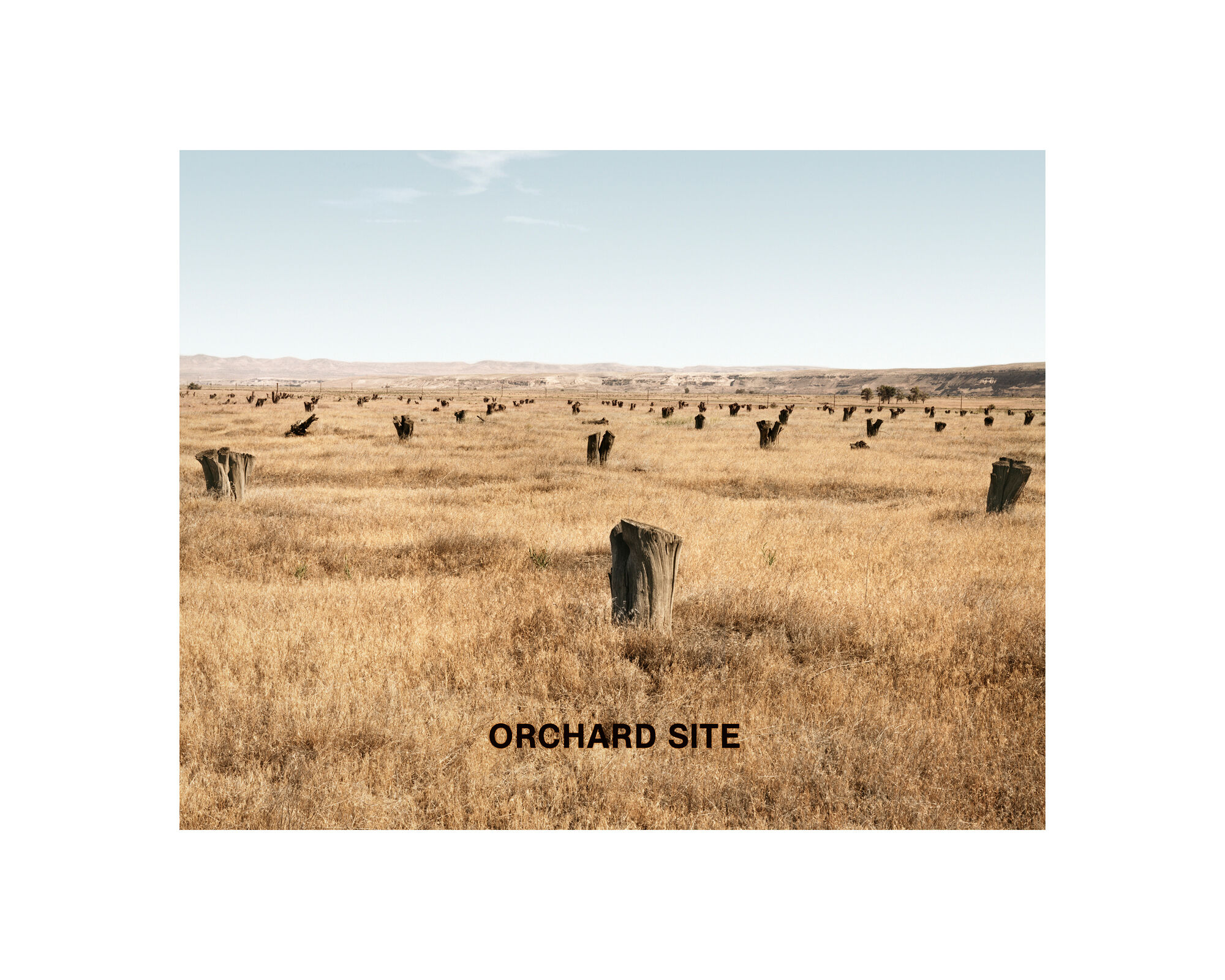 Orchard Site