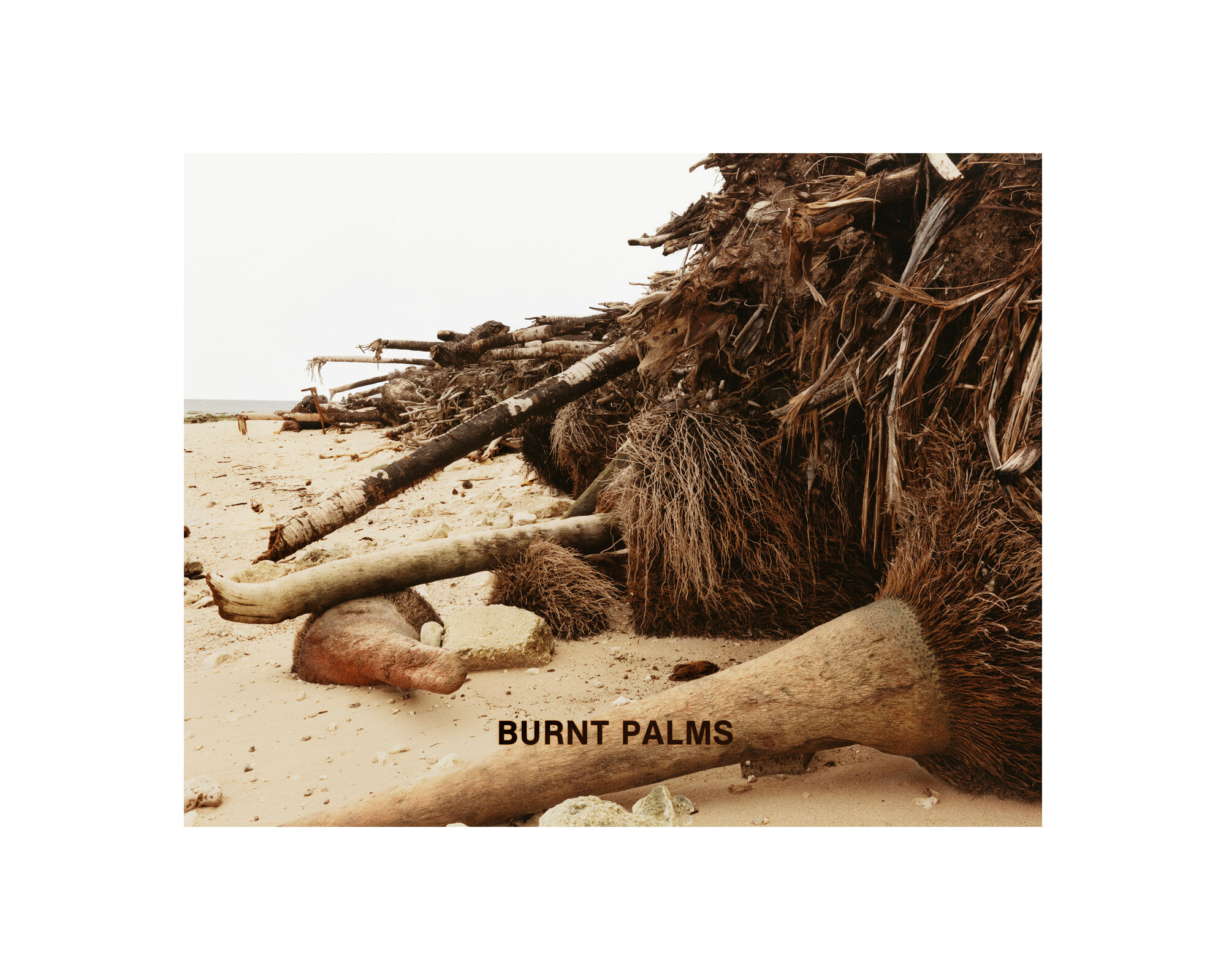 Burnt Palms