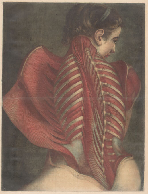 
A color mezzotint print portrays the muscular system of a woman’s back. 