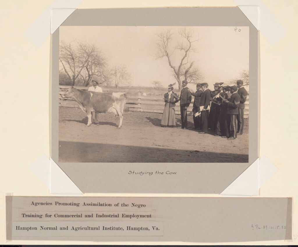 Races, Negroes: United States. Virginia. Hampton. Hampton Normal And Industrial School: Agencies Promoting Assimilation Of The Negro: Training For Commercial And Industrial Employment. Hampton Normal And Agricultural Institute, Hampton, Va.: Studying The Cow.