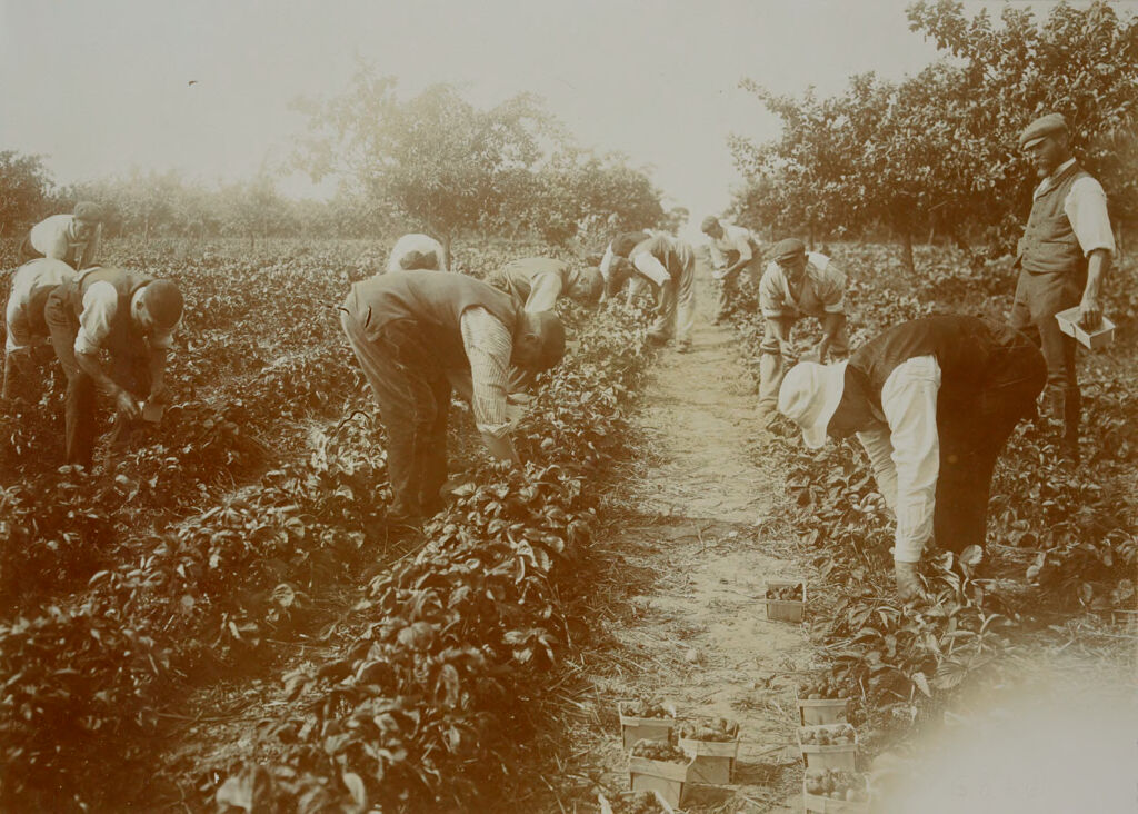 Religious Agencies, Salvation Army: Great Britain, England. Hadleigh. Salvation Army Labor Colony: Salvation Army: Great Britain. Hadleigh Colony: The Market Garden And The Orchard Comprise Eighty Acres Each.: Picking Strawberries.
