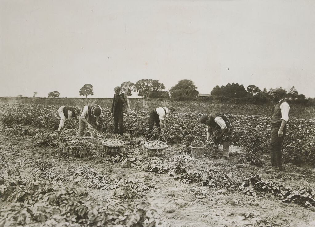 Religious Agencies, Salvation Army: Great Britain, England. Hadleigh. Salvation Army Labor Colony: Salvation Army: Great Britain. Hadleigh Colony: The Market Garden And The Orchard Comprise Eighty Acres Each.: Early Potato Digging.