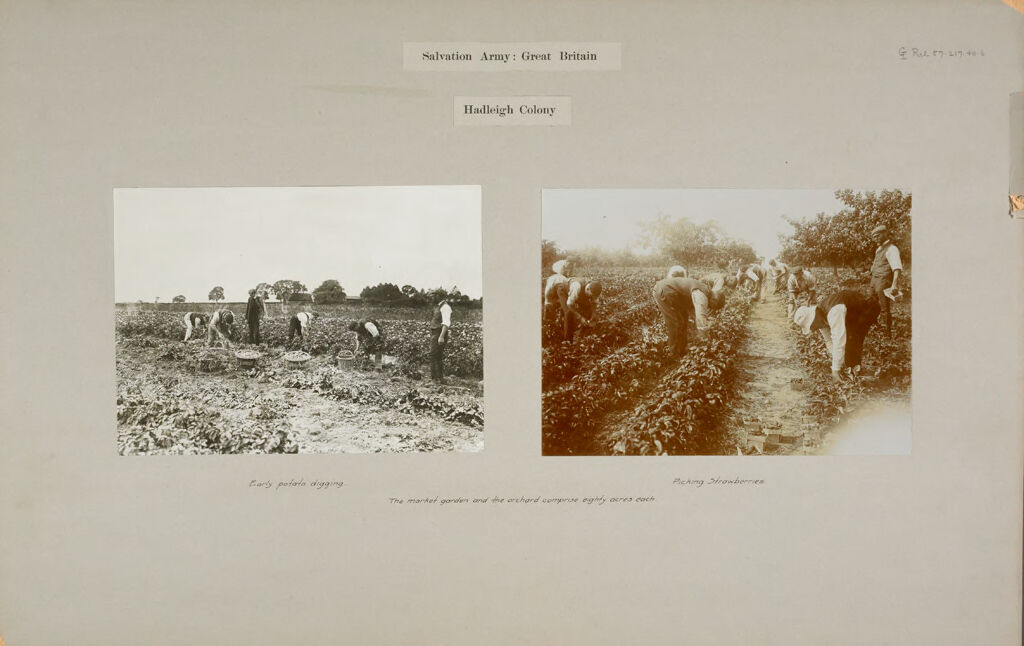 Religious Agencies, Salvation Army: Great Britain, England. Hadleigh. Salvation Army Labor Colony: Salvation Army: Great Britain. Hadleigh Colony: The Market Garden And The Orchard Comprise Eighty Acres Each.