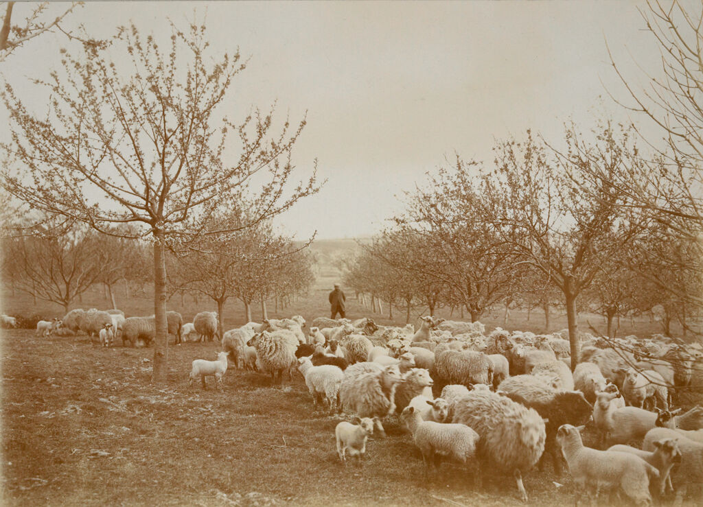 Religious Agencies, Salvation Army: Great Britain, England. Hadleigh. Salvation Army Labor Colony: Salvation Army: Great Britain. Hadleigh Colony: Sheep Pasturing Within The 80 Acre Orchard.