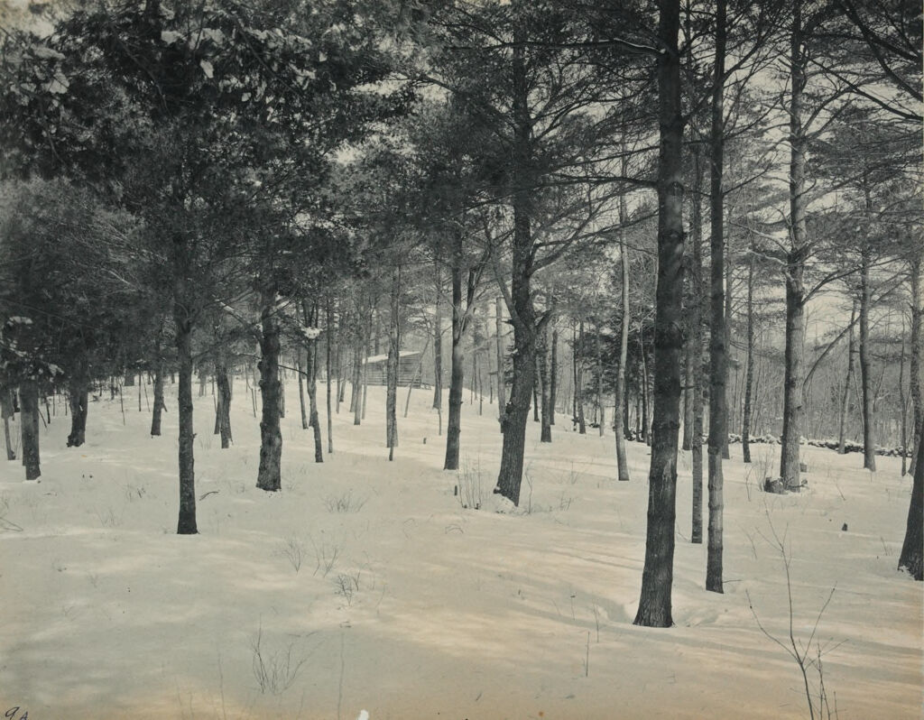 Charity, Tuberculosis: United States. Massachusetts. Rutland. Massachusetts State Sanatorium: Massachusetts State Sanatorium: One Of The Three Pine Groves 