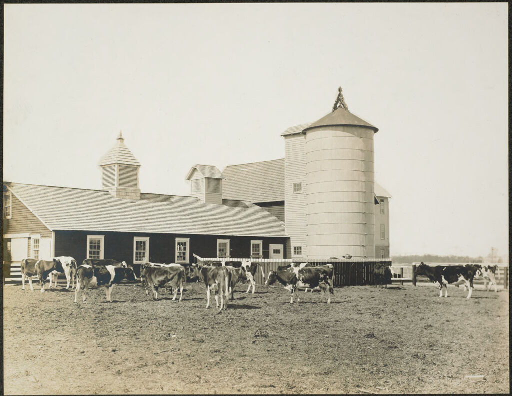 Races, Jews: United States. New Jersey. Woodbine. Baron De Hirsch Agricultural And Industrial School: Woodbine Settlement And School, Woodbine, N.j. Baron De Hirsch Fund.: 134. Dairy Barn And Herd.